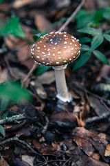 Seta tóxica amanita pantherina