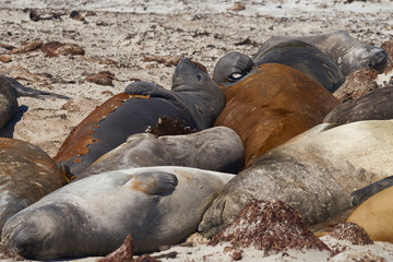 Group of Southern Elephant Seals (Mirounga leonina) sleeping on a sandy beach on Sealion Island in the Falkland Islands.