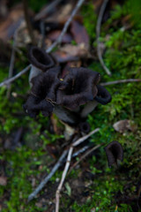 Obraz premium Setas negras trompetas de la muerte