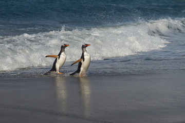 Gentoo Penguin (Pygoscelis papua) coming ashore after feeding at sea on Sea Lion Island in the...