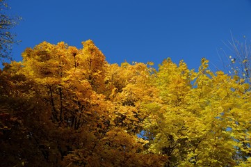 Fototapeta premium Fall in Ottawa
