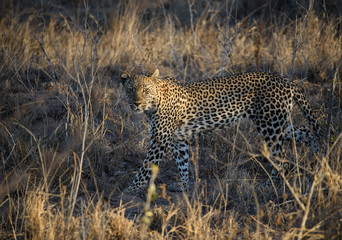 Leopard on the Prowl
