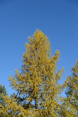 Fototapeta premium Fall in Ottawa