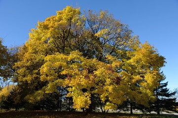 Fototapeta premium Fall in Ottawa