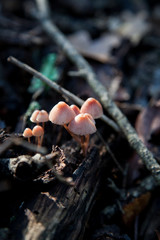 Setas del bosque en un tronco