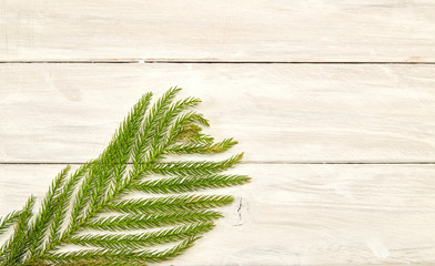 Christmas frame of fir branches