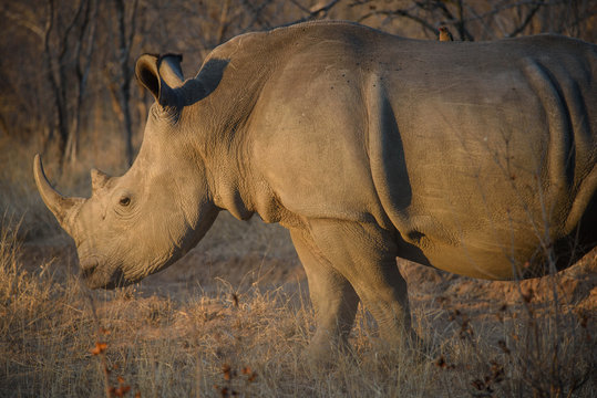 White Rhinoceros in South Africa