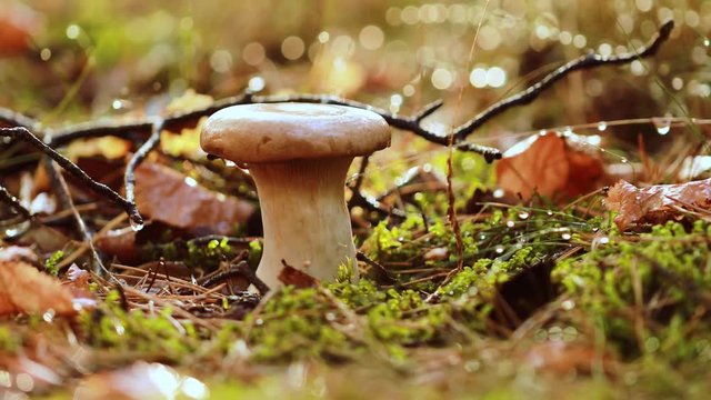 Mushroom Boletus In a Sunny forest.