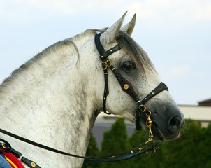 Dapple-grey Andalusian horse portrait 