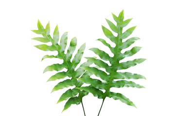 Green Leaves of Wart Fern Isolated on White Background