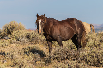 Wild Horse in the Colorado High Desert in Summer