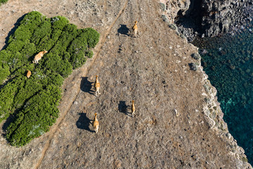 Aerial view of some cows grazing on the edge of a coast bathed by a beautiful and transparent sea.