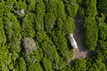 Aerial view of a beautiful white cow grazing on a green field.