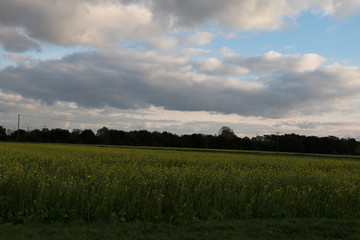 blick auf ein rapsfeld unter blauem himmel und weißen wolken in geeste emsland deutschland fotografiert während einer sightseeing tour in der geester landschaft