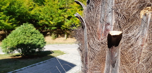 Palm bark texture. Fibrous palm tree trunk surface closeup. Extraordinary natural background. Palm Tree Bark