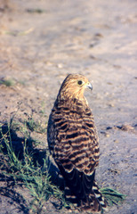Greater Kestrel (Falco rupicoloides), Central Kalahari Game Reserve, Ghanzi, Botswana, Africa
