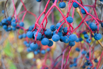 An autumn wild grapes