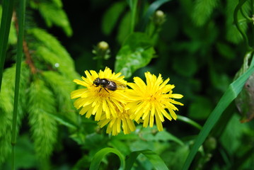 Fleißiges Bienchen