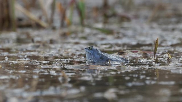 Moor Frog - Rana arvalis blue european frog in the small pond during spring in Czech republic, Moravia. Screaming, jumping, swimming, mating.