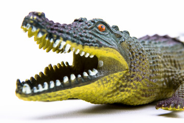 crocodile isolated on white