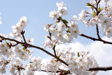 桜の花