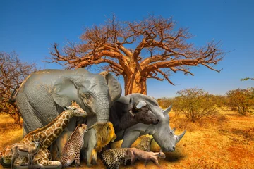 Keuken spatwand met foto Baobab tree in Musina Nature Reserve, one of the largest collections of baobabs in South Africa with Big Five and wild african animals on savannah landscape. African safari scene. Wallpaper background © bennymarty