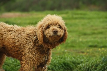 Perro de agua español. Perro pastor.
