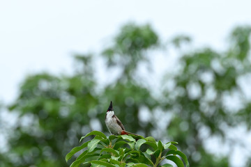 Red whiskered bulbul