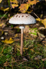 macrolepiota procera mushroom in forest