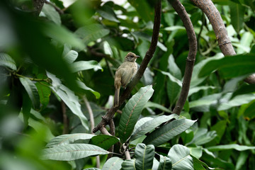 Streak - eared bulbul