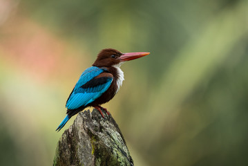 kingfisher on a branch