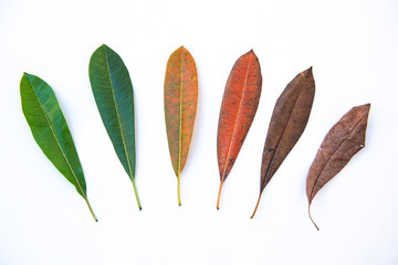 Different stages of life. Concept of Aging, growth, death. Age on white background .Autumn color...