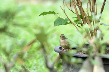 Streak - eared bulbul