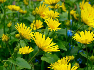 Doronicum orientale or leopard's bane yellow flowers