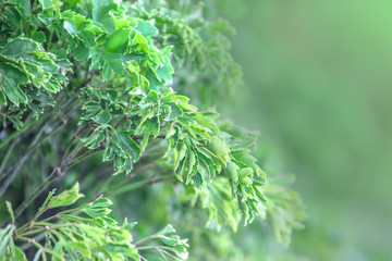 blur background,nature leaf  pattern,Closeup nature view of green leaf on blurred greenery background in garden with copy space using as background.