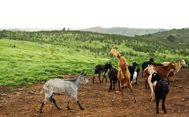 Cabras serranas en el monte luchando, Huelva, España.