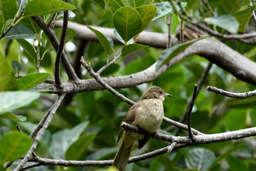 Streak - eared bulbul
