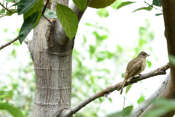 Streak - eared bulbul