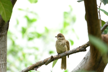 Streak - eared bulbul