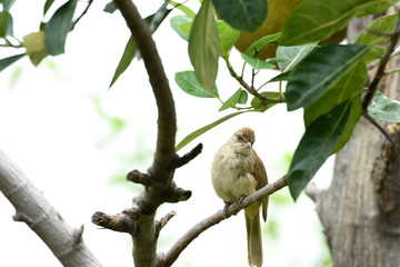 Streak - eared bulbul