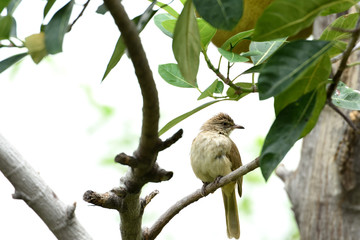 Streak - eared bulbul