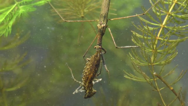 Water Stick Insect - Ranatra linearis under water with caught prey - dragonfly larva