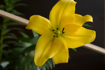 yellow lily bud