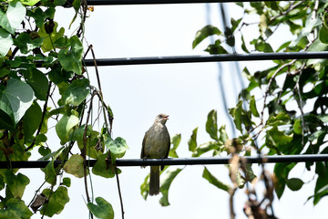 Streak - eared bulbul