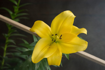 yellow lily bud