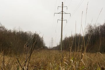 electric pole in the forest