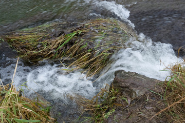 forest stream in the forest