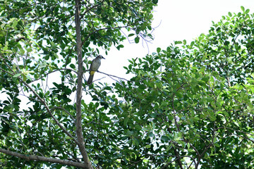 Yellow - vented  bulbul