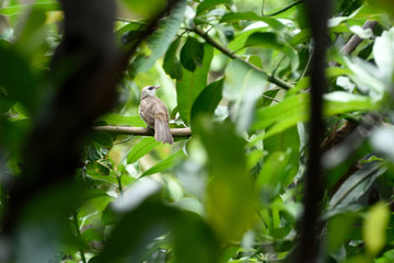 Yellow - vented  bulbul