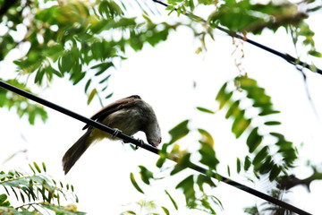 Yellow - vented bulbul